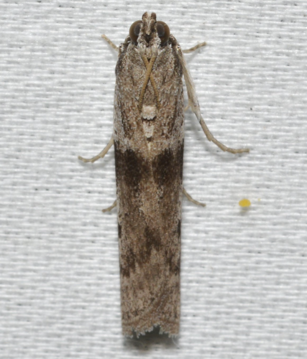 Ephestia kuehniella