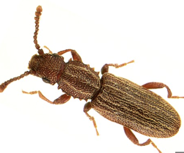 Oryzaephilus syrinamensis