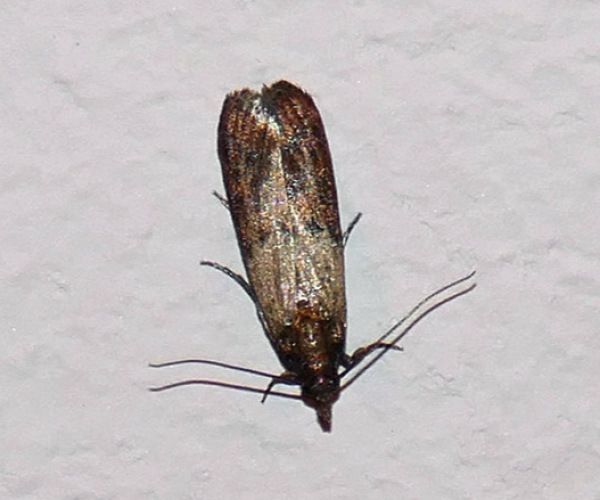 Plodia Interpunctella