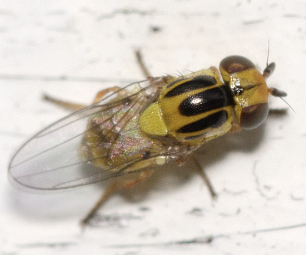 Thaumatomyia notata